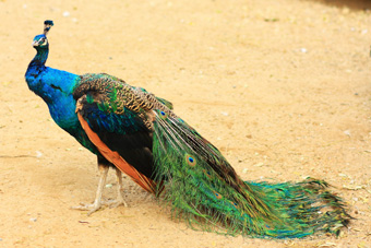 image of a peacock